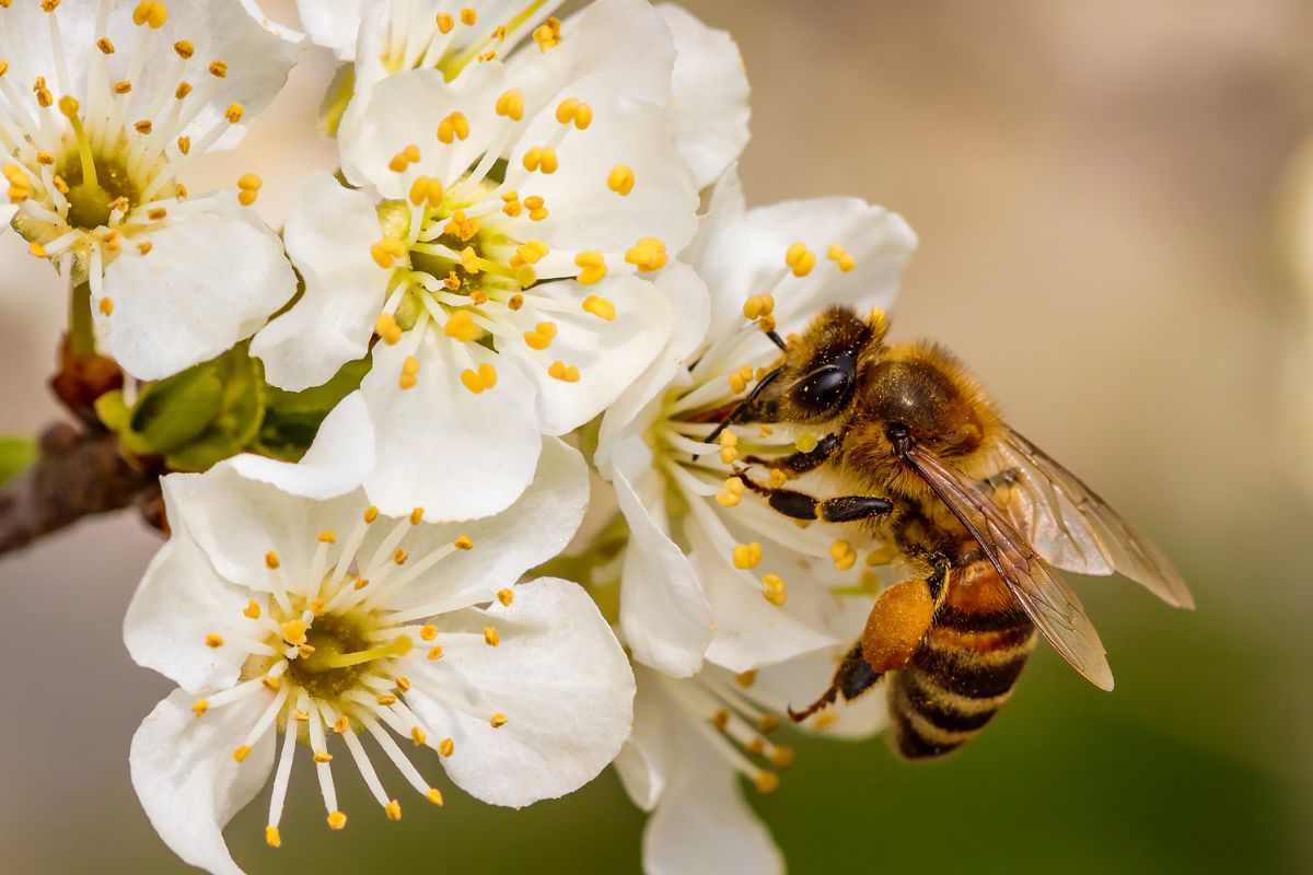 When to See a Doctor for Itchy Eyes from Pollen Allergy