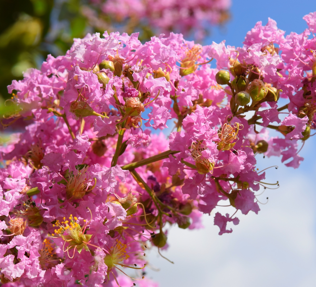 Banaba Leaf Extract: A Natural Boon for Diabetics and Individuals with High Blood Sugar