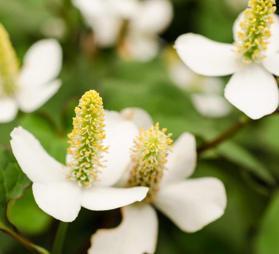 Combatting Eye Discomfort Caused by Pollen: A Practical Guide